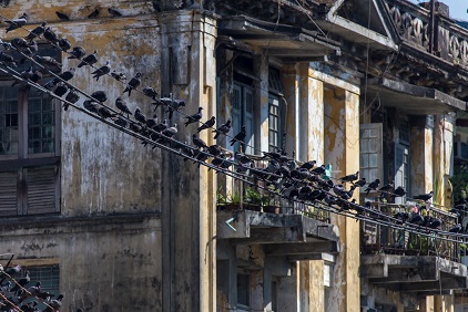 8 techniques pour éloigner les pigeons de vos balcons et terrasses