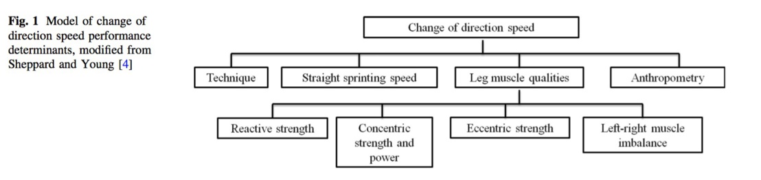 Vitesse de changement de direction : Vers une approche de musculation avec des actions musculaires excentriques accentuées
