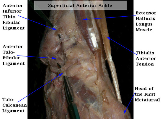 Compartiment externe de la cheville : rappels anatomiques, variations et testing.
