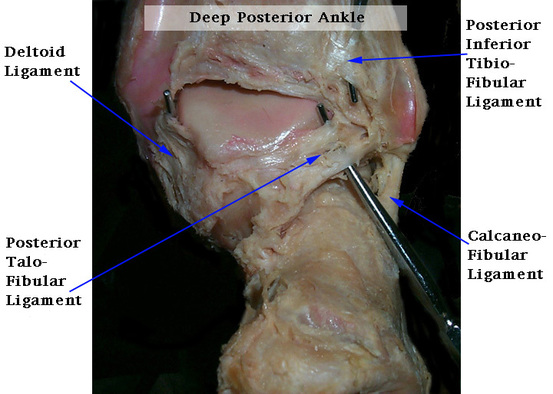 Compartiment externe de la cheville : rappels anatomiques, variations et testing.