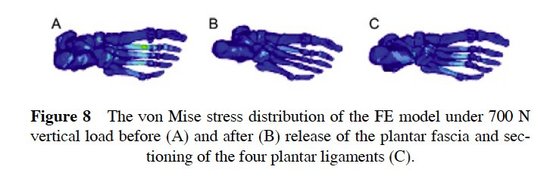 Etude sur les ligaments plantaires