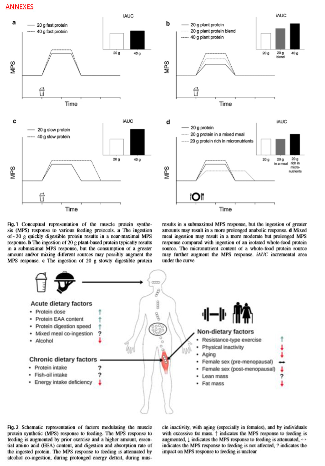 La réponse de la synthèse de protéines musculaires à l'ingestion de repas suite à l’exercice de type résistance