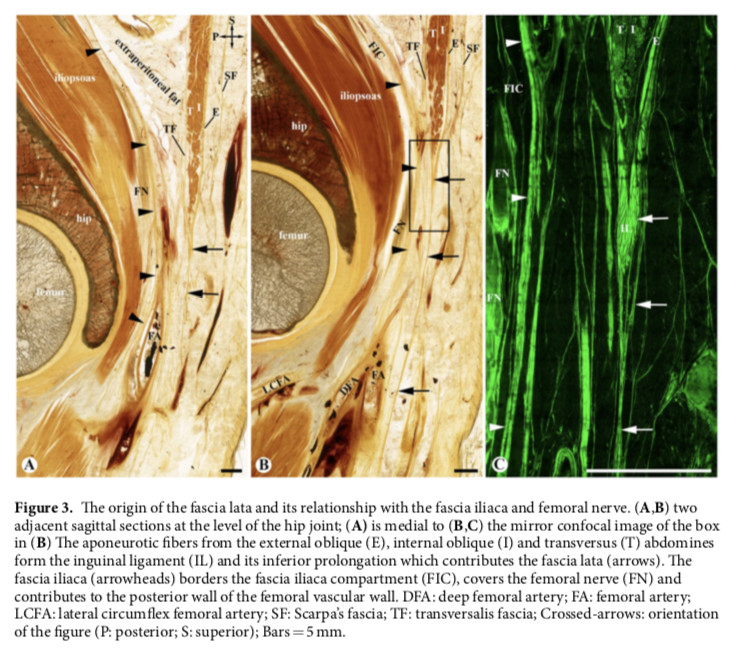 Configuration fibreuse du compartiment fascia iliaca par plastination