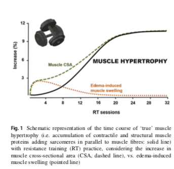 L’hypertrophie musculaire par l’intermédiaire du renforcement : rôle des dommages musculaires et de la synthèse de protéines musculaire