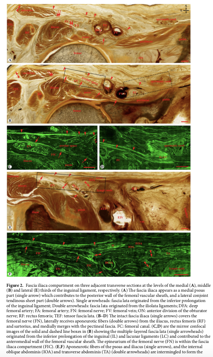 Configuration fibreuse du compartiment fascia iliaca par plastination