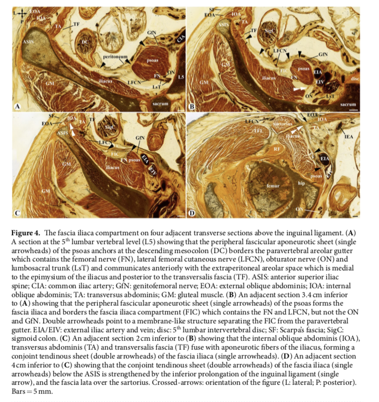 Configuration fibreuse du compartiment fascia iliaca par plastination