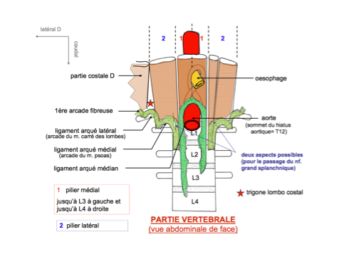 Effets d’une technique sur le diaphragme sur les Ischios Jambiers et la colonne vertébrale
