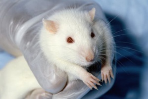 Rat de laboratoire. Janet Stephens/Wikipedia