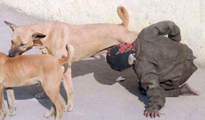 Le ministère de l'Intérieur dément catégoriquement les fausses allégations relatives à la photo d'un individu tentant de téter la mamelle d'une chienne errante (communiqué)