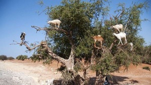 L'Arganier, un arbre providentiel qui symbolise la richesse forestière de la province d’Essaouira