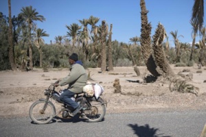 Dans le sud du Maroc, des oasis ancestrales menacées d'extinction