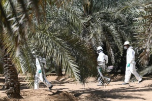 Aux Emirats, la bataille contre l'insecte tueur de palmiers