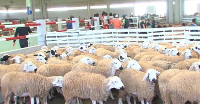 Le marché à bestiaux de Laâyoune accueille ses premiers clients en s’entourant des mesures de prévention contre le Covid-19