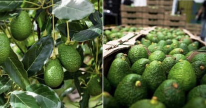 Avocado Production: Morocco's COMADER Vigorously Denounces False Allegations of Valencia Farmers Association
