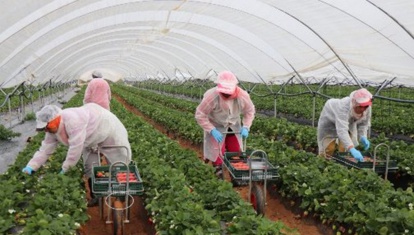 Tánger Med: Llegan 523 temporeras marroquíes que trabajan en España