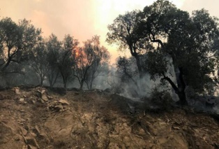 Algérie: plus de 40 morts dans les incendies qui ravagent le nord