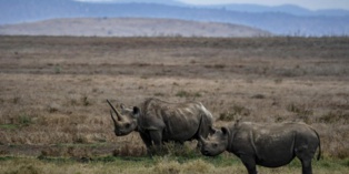 Afrique du Sud: des cornes de rhinocéros radioactives pour décourager les braconniers