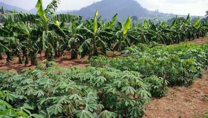 Du manioc plutôt que du maïs: le climat pousse les fermiers africains à changer de cultures (rapport)