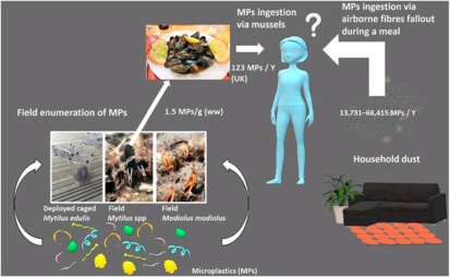 Quelle quantité de plastique, mange-t-on et respire-t-on ?