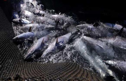 Surpêche des thons rouges et des requins : des pêcheurs âpres de gain et des ONG en colère