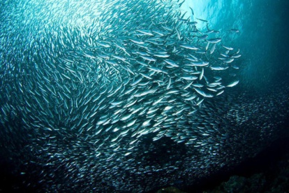 Changement climatique. Quand notre poisson migrera ?