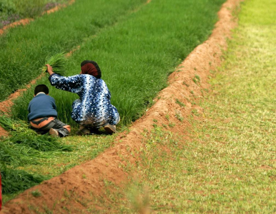 L’égalité des sexes en agriculture, pour renforcer la résilience climatique, selon l’ONU