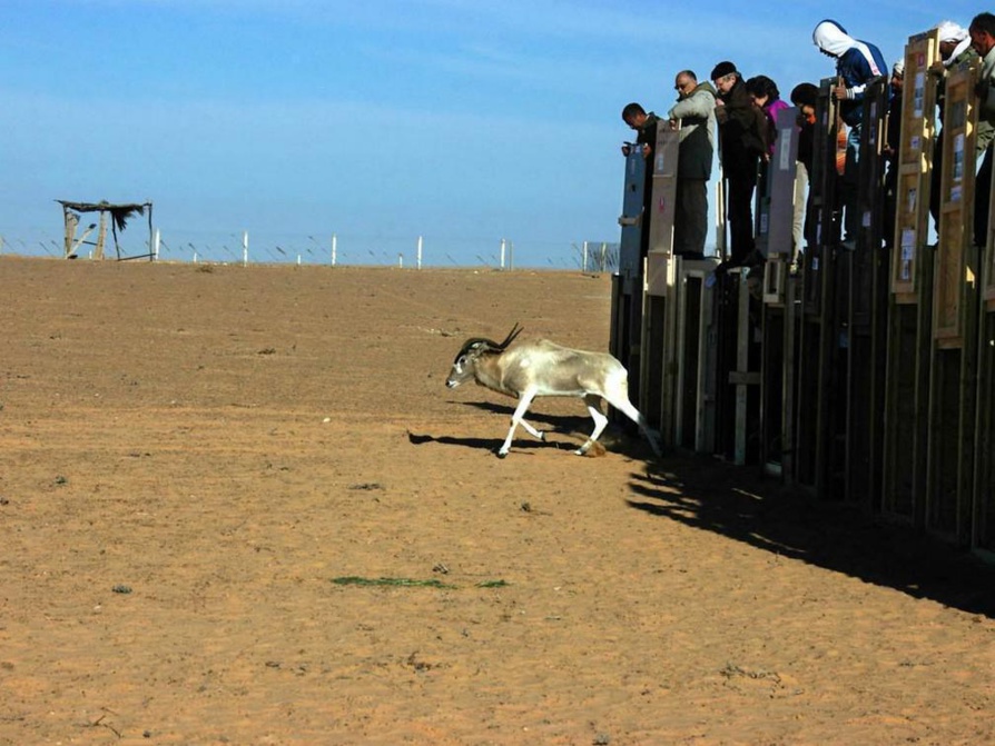 Espèce quasi-éteinte, l’addax ressuscite, grâce à un programme au Maroc et en Tunisie