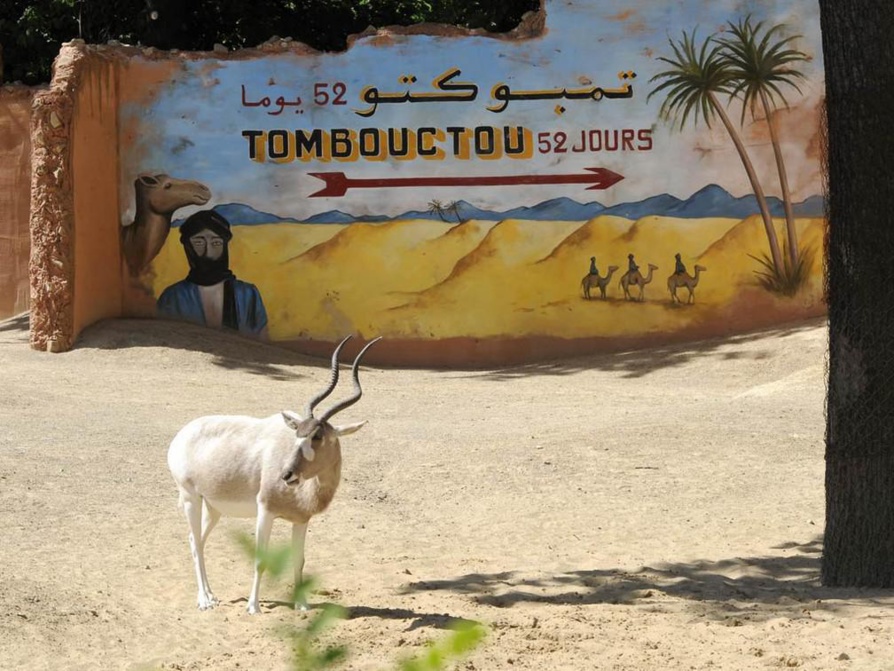 Espèce quasi-éteinte, l’addax ressuscite, grâce à un programme au Maroc et en Tunisie