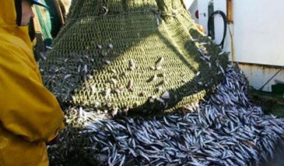 Espagne : Trois bateaux de pêche de Barbate entament leurs activités dans les eaux marocaines