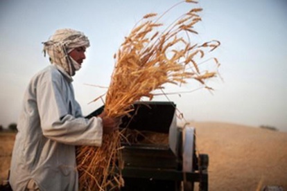 Production céréalière record en 2013 à l'échelle mondiale (FAO)