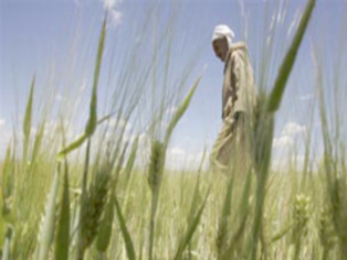 Céréales au Maroc : La production prévisionnelle estimée à 32 Mqx (ministère)
