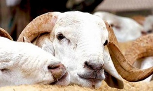 Aid Al-Adha : plus de 3 millions d’ovins et de caprins identifiés jusqu’au 16 mai (ONSSA)