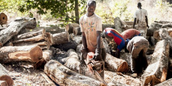 Le Sénégal suspend les autorisations de coupe de bois après le massacre en Casamance