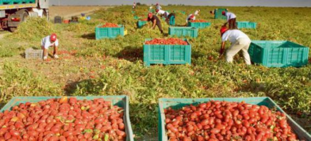 Espagne : le gouvernement autorise 10.400 nouveaux contrats de travailleurs agricoles saisonniers marocains