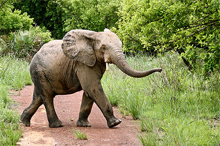 Le parc de la Pendjari se rêve en sanctuaire pour les éléphants d'Afrique de l'Ouest