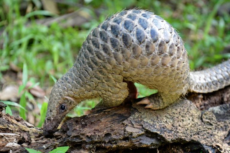 Des centaines de milliers de pangolins vendus illégalement dans le monde