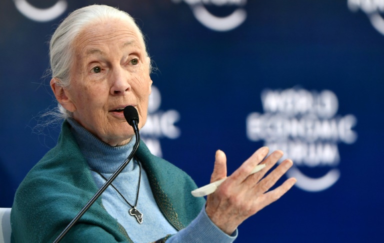 Coronavirus: les humains doivent cesser de "mépriser" la nature avertit Jane Goodall