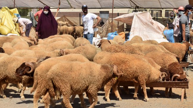 (COVID-19) Maroc : fermeture de 7 marchés de bétail pour non respect des mesures sanitaires