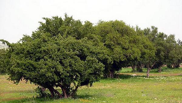 Commune de Tagante (Guelmim): Des efforts soutenus pour la régénération de l'arganier