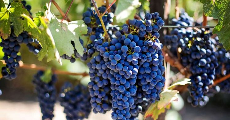 La culture des raisins couvre 13.000 ha dans les provinces d'El-Jadida et Sidi Bennour