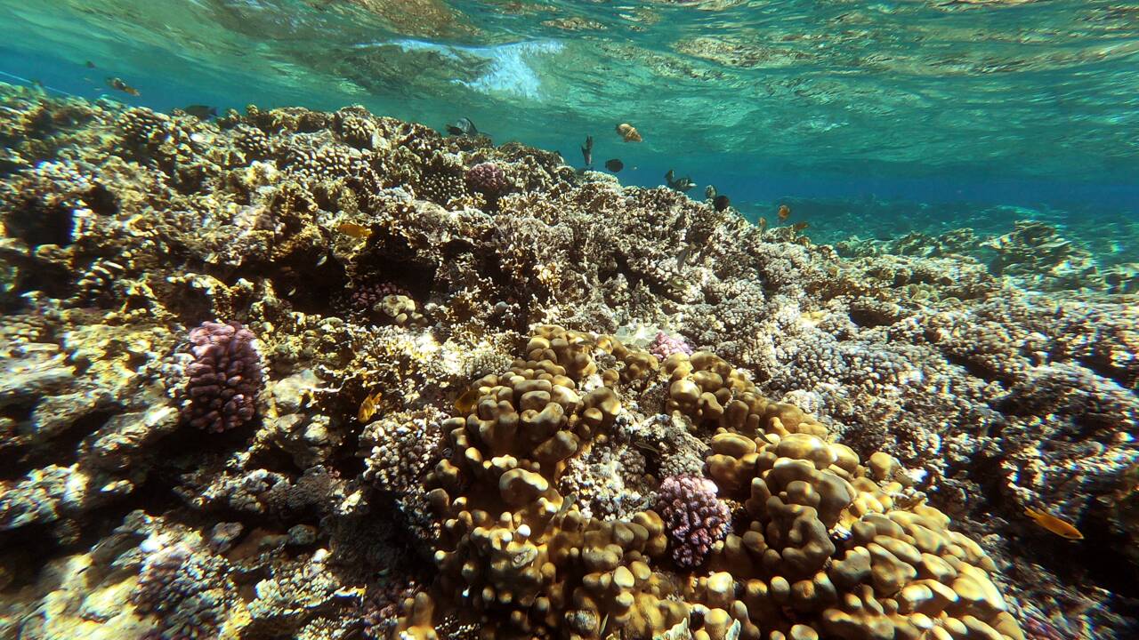 En Egypte, les coraux perdent leurs couleurs et le monde une protection