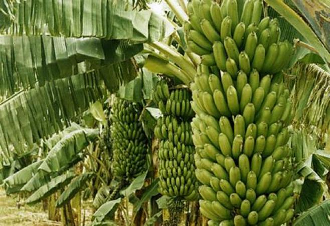 Maroc: les bananes sur les marchés nationaux sont “saines” (ONSSA)
