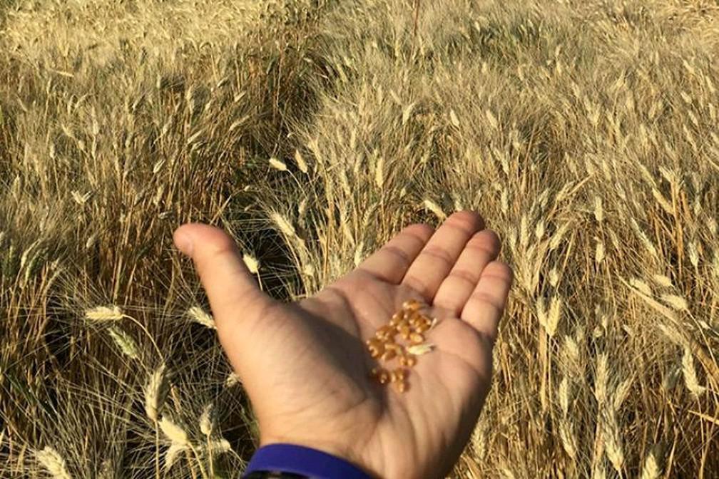 Maroc. ‘Invention’ d’un blé non OGM qui pousse sous plus de 40°C