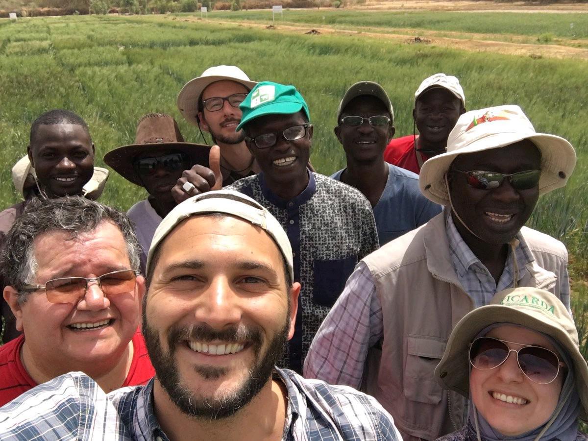 Maroc. ‘Invention’ d’un blé non OGM qui pousse sous plus de 40°C