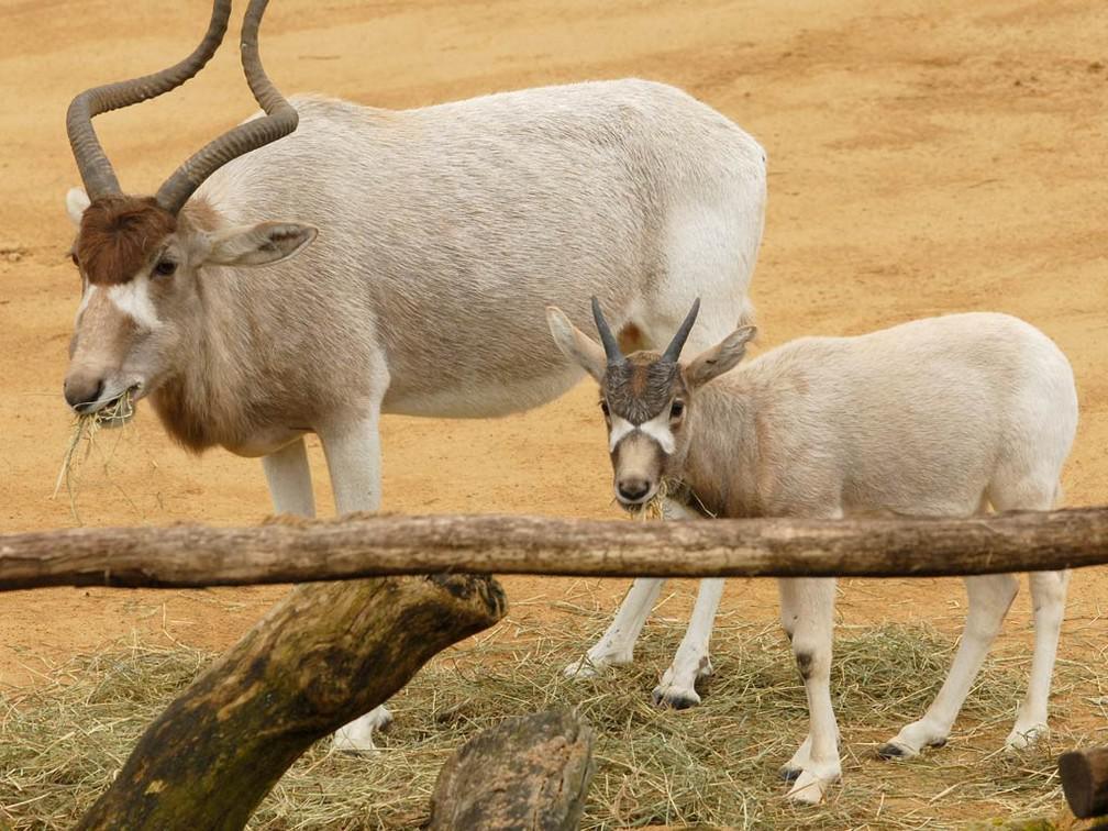 Espèce quasi-éteinte, l’addax ressuscite, grâce à un programme au Maroc et en Tunisie