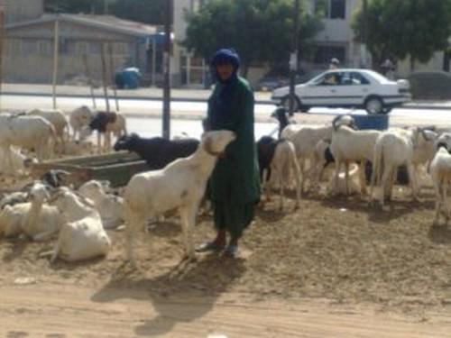 Tabaski ou Aïd al Adha : la fête qui métamorphose le quotidien des Sénégalais