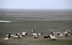 Ces moutons roumains qui rendent chèvres les militaires américains