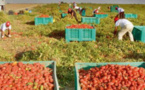 Espagne : le gouvernement autorise 10.400 nouveaux contrats de travailleurs agricoles saisonniers marocains