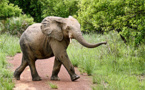 Le parc de la Pendjari se rêve en sanctuaire pour les éléphants d'Afrique de l'Ouest