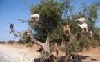 L'Arganier, un arbre providentiel qui symbolise la richesse forestière de la province d’Essaouira